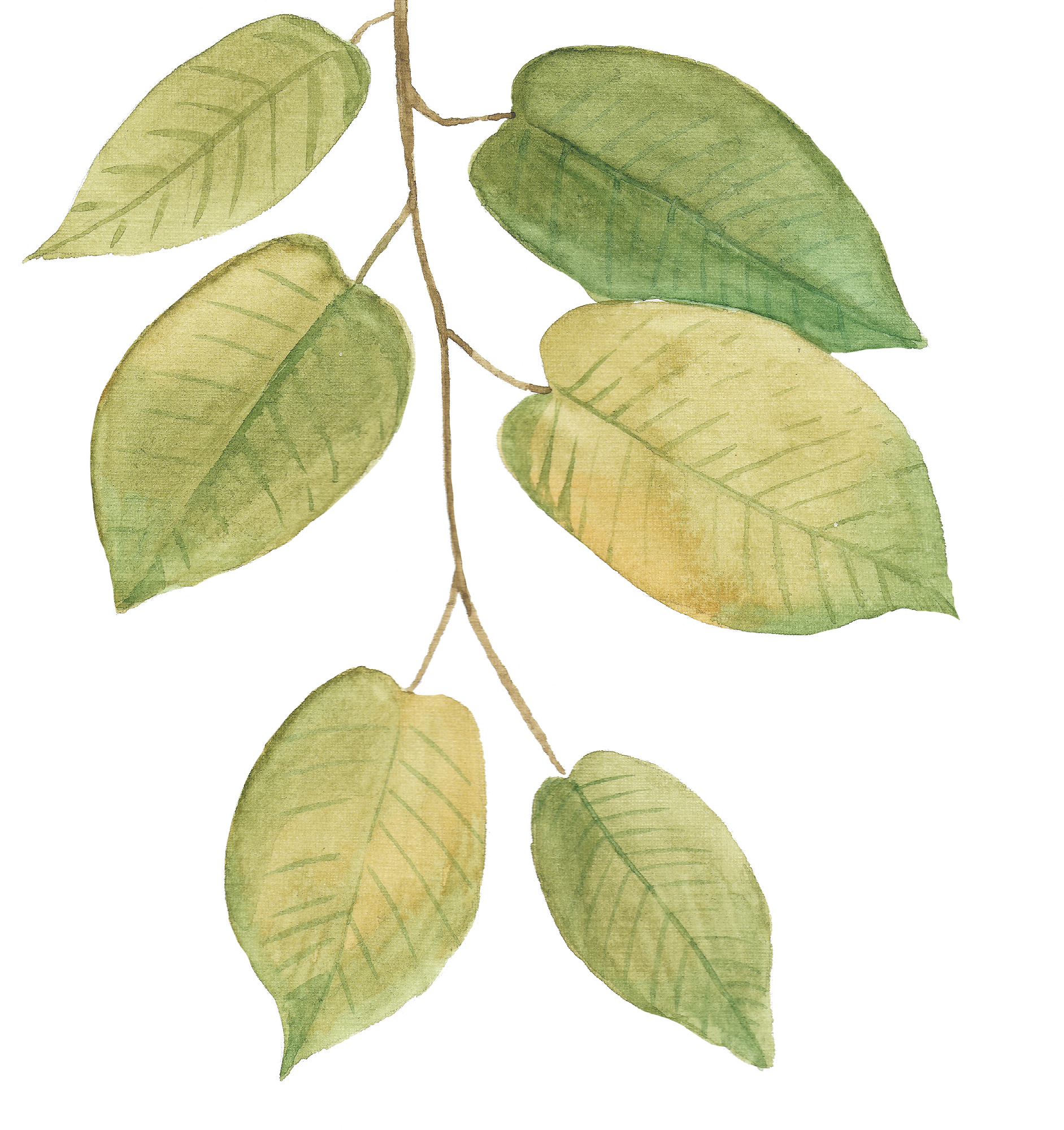 leaf 6